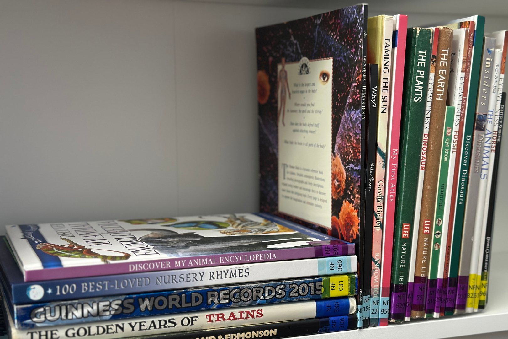 Acrylic Collection Dividers